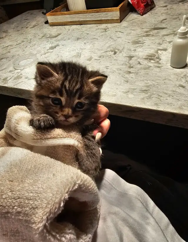 Tabby and Ragdoll mix kitten - Photo 6