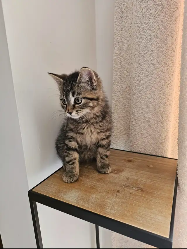 Tabby and Ragdoll mix kitten - Photo 7