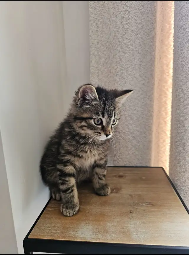 Tabby and Ragdoll mix kitten - Photo 8