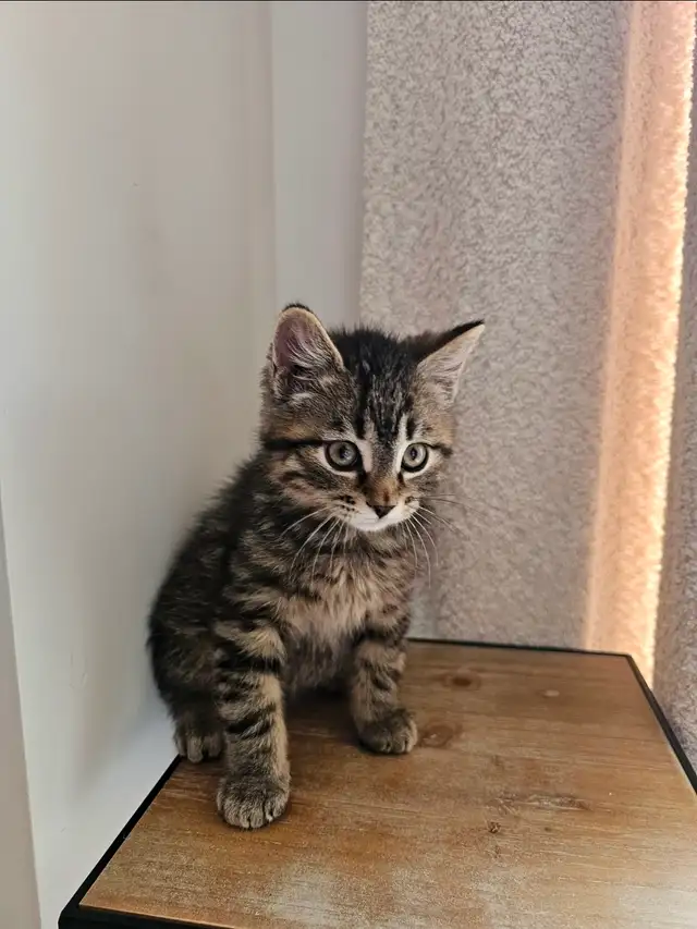 Tabby and Ragdoll mix kitten - Photo 9