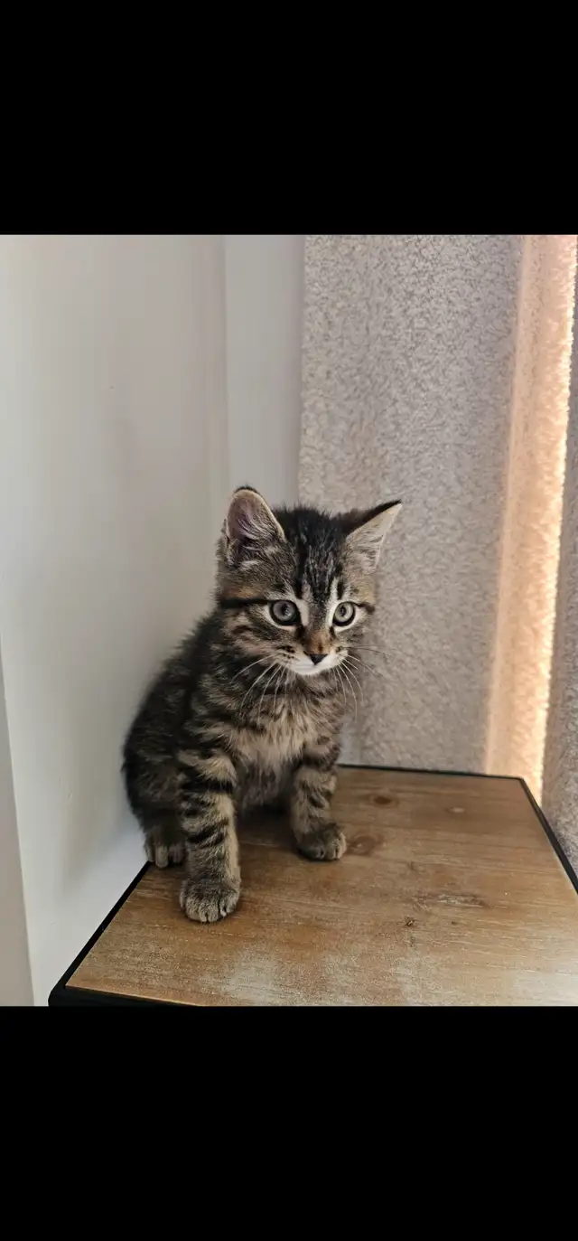 Tabby and Ragdoll mix kitten - Photo 10