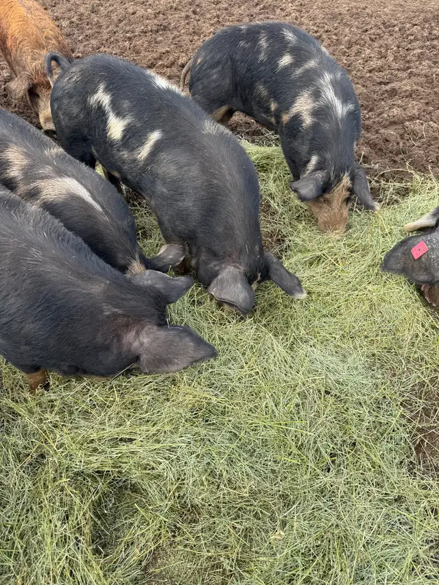 Berkshire Pigs for Sale
