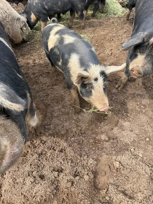 Berkshire Pigs for Sale - Photo 4