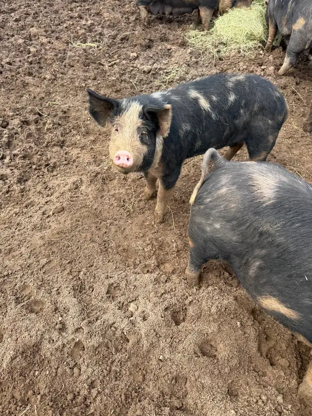 Berkshire Pigs for Sale - Photo 5