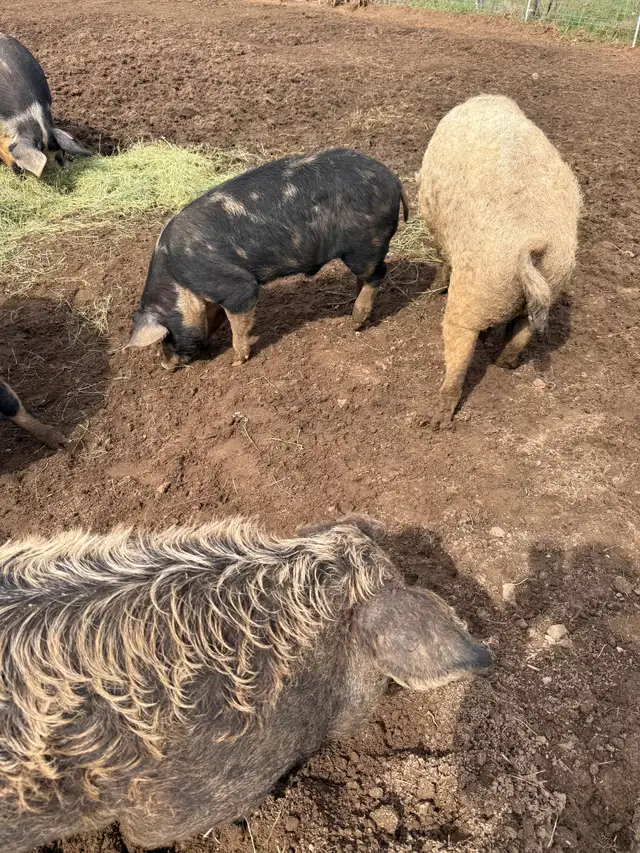 Berkshire Pigs for Sale - Photo 7