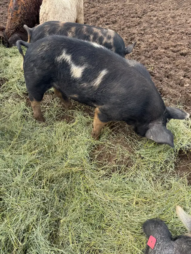 Berkshire Pigs for Sale - Photo 8