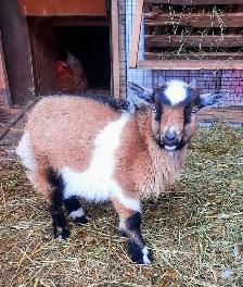 Nigerian Dwarf Buckling