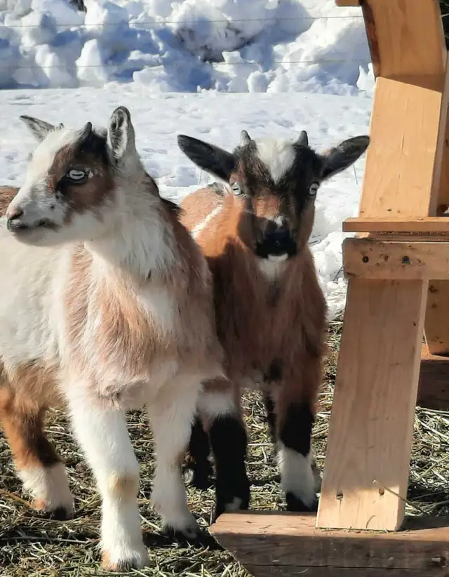 Nigerian Dwarf Buckling - Photo 2