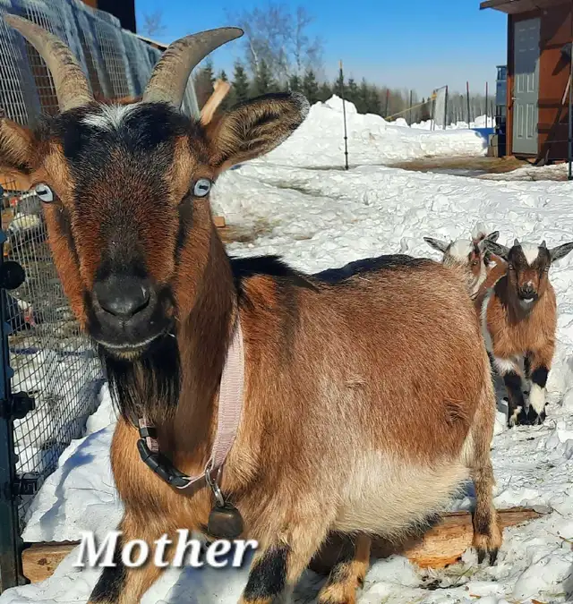 Nigerian Dwarf Buckling - Photo 3