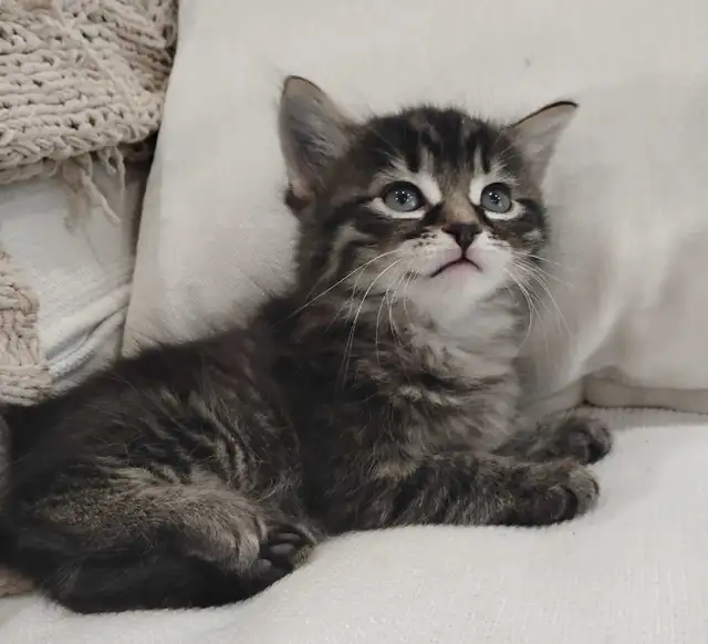 Chaton Sibérien hypoallergénique