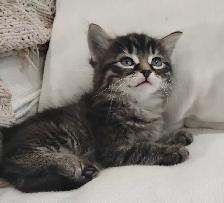 Chaton Sibérien hypoallergénique