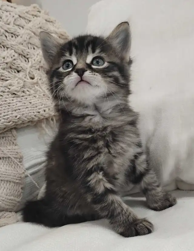 Chaton Sibérien hypoallergénique - Photo 3