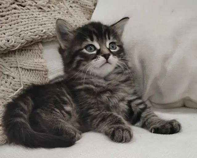 Chaton Sibérien hypoallergénique - Photo 5