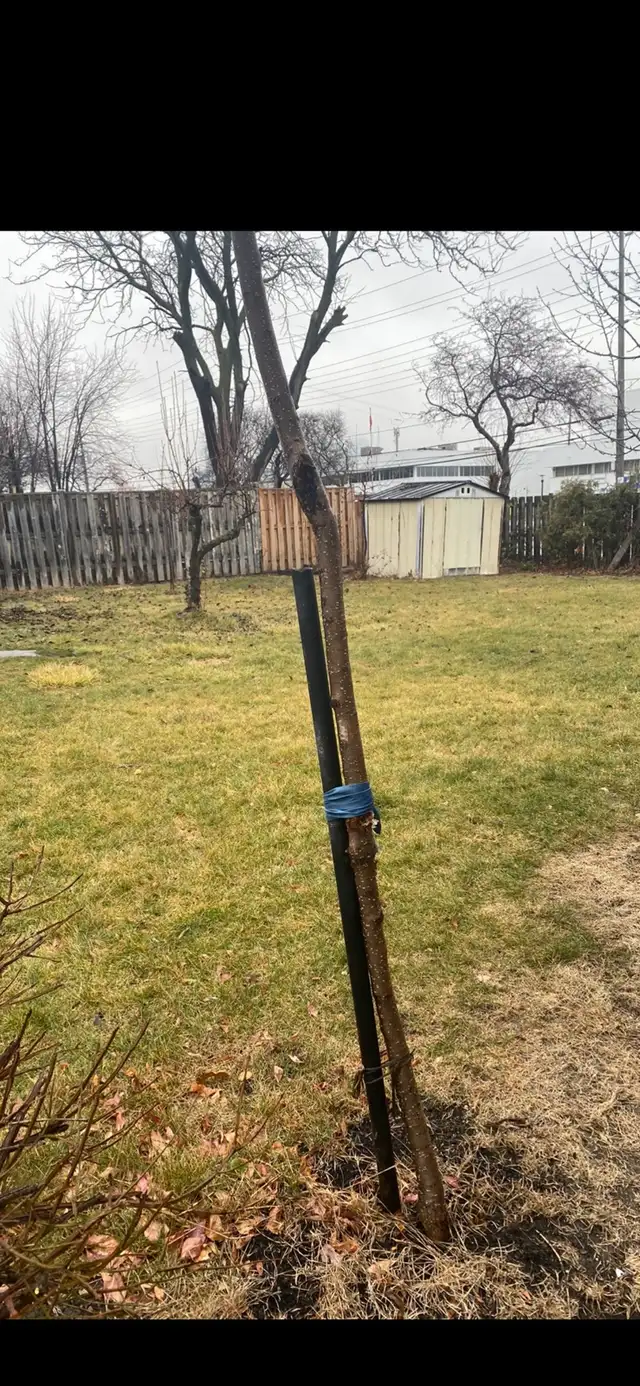 Central Mississauga 3 bedroom detached home for rent  home - Photo 4