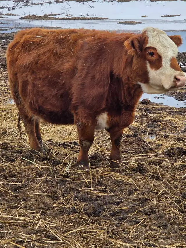 Miniature Herford Cow