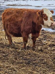 Miniature Herford Cow