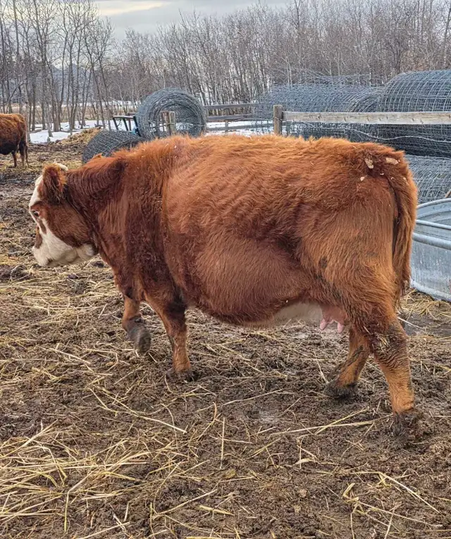 Miniature Herford Cow - Photo 2