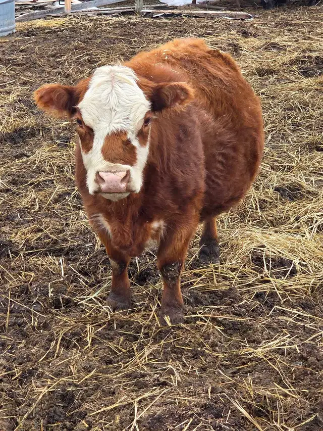 Miniature Herford Cow - Photo 3