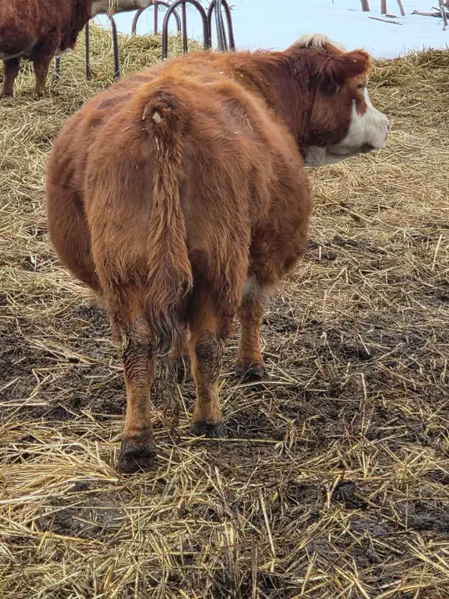 Miniature Herford Cow - Photo 4