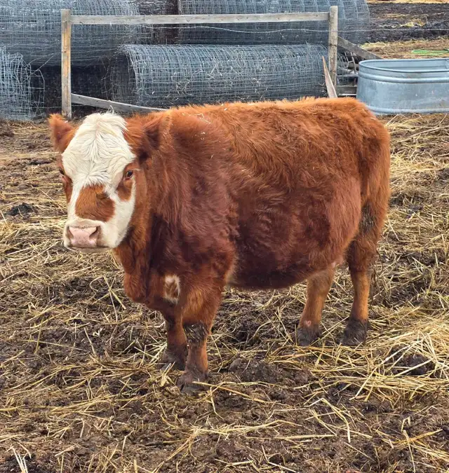 Miniature Herford Cow - Photo 5