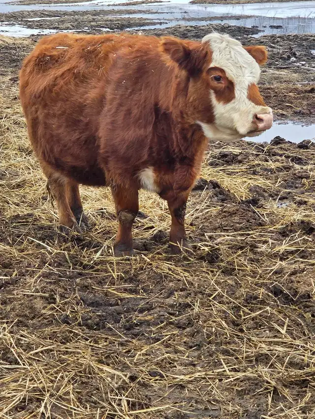 Miniature Herford Cow - Photo 6