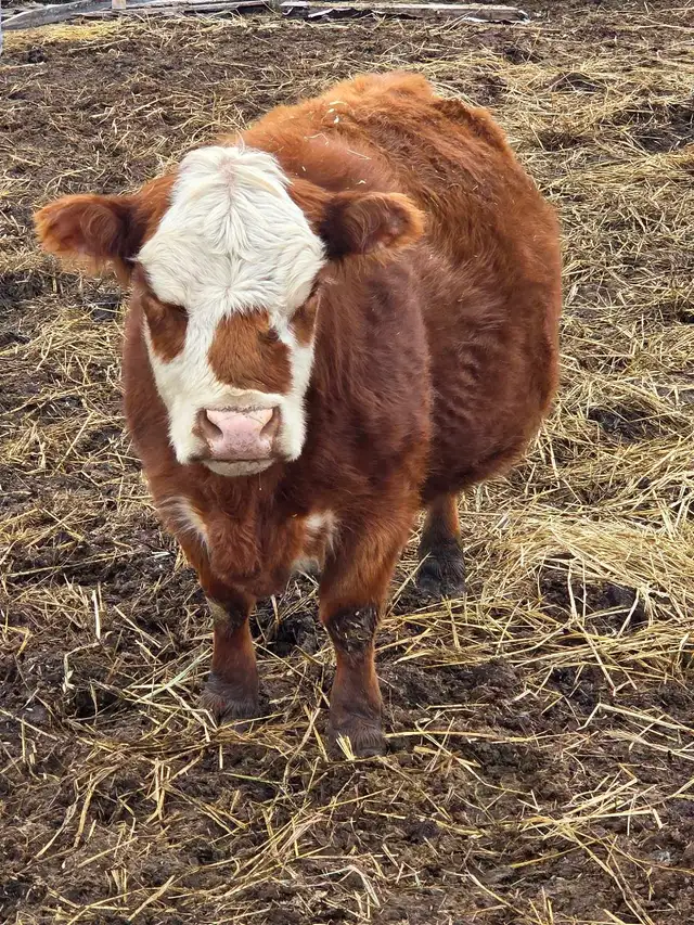 Miniature Herford Cow - Photo 7