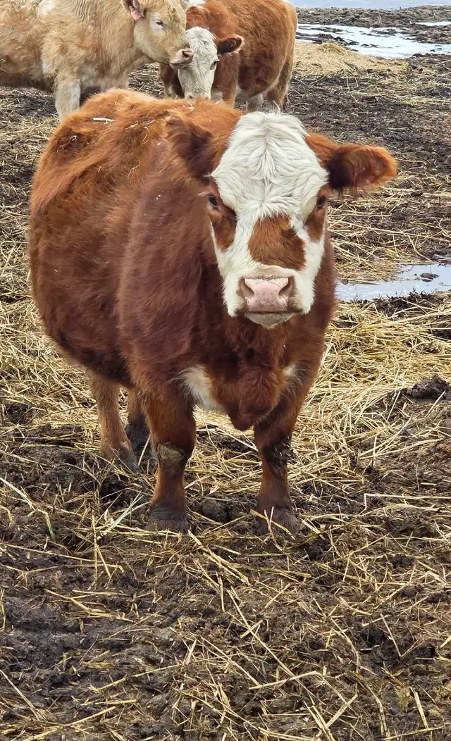 Miniature Herford Cow - Photo 8