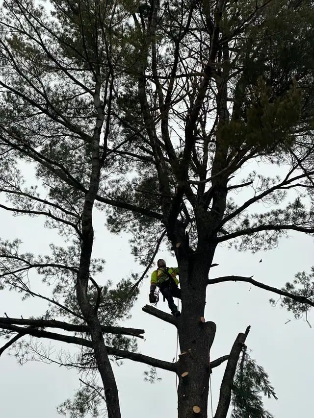 Commercial/ Residentual Lawn Care - Photo 5