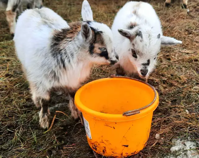 Purebred Nigerian Dwarfs