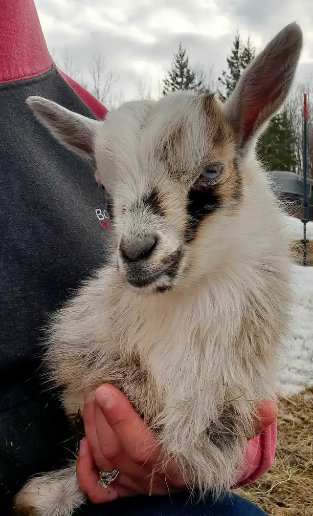 Purebred Nigerian Dwarfs - Photo 2