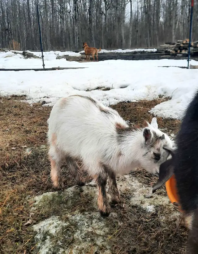 Purebred Nigerian Dwarfs - Photo 3