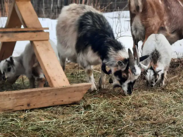 Purebred Nigerian Dwarfs - Photo 4