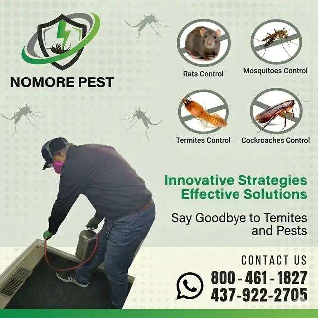 Cockroaches, Bed Bugs, Mice? Call Nomore Pest Today! - Photo 3