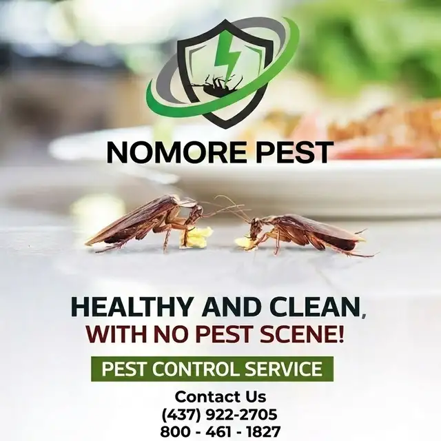 Cockroaches, Bed Bugs, Mice? Call Nomore Pest Today! - Photo 6