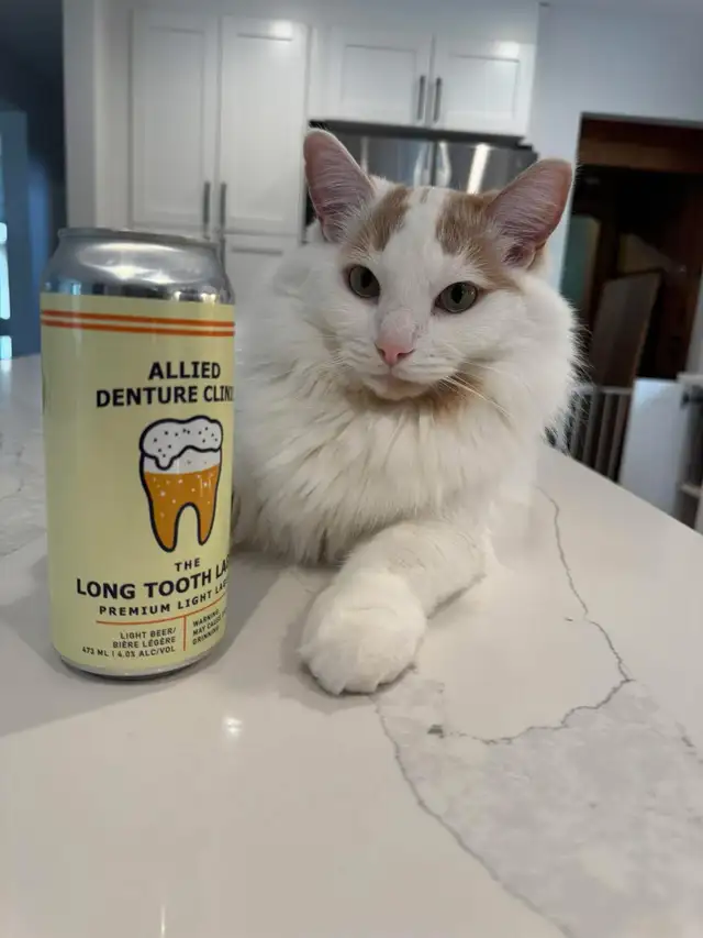 Lost Cat Montgomery area