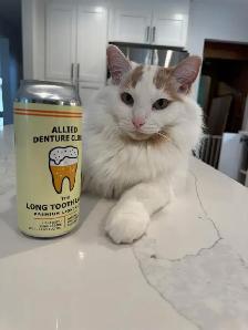 Lost Cat Montgomery area