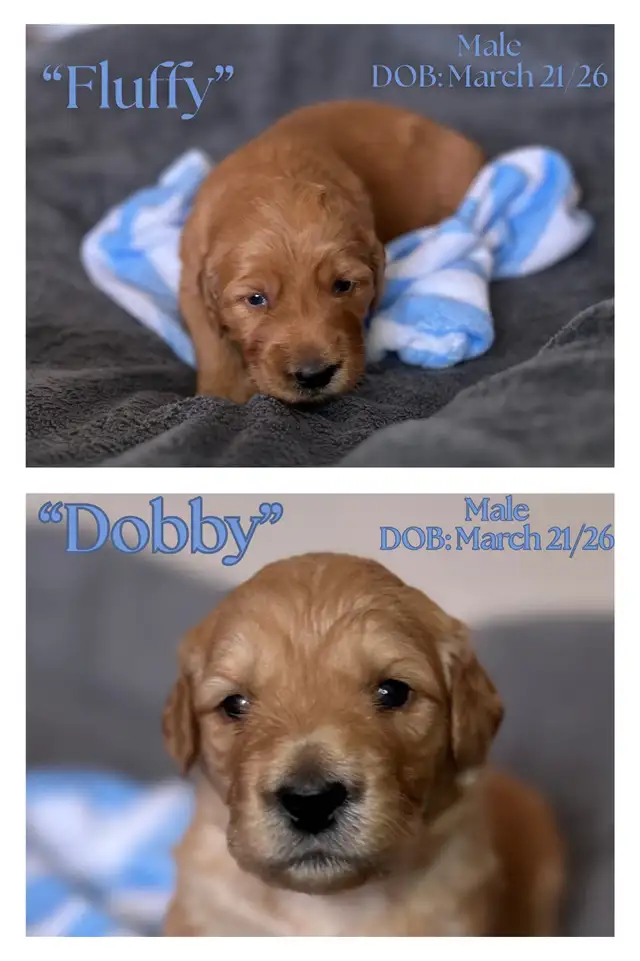 Gorgeous Goldendoodle Puppies