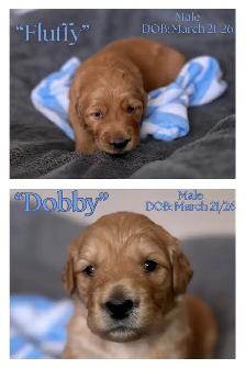 Gorgeous Goldendoodle Puppies