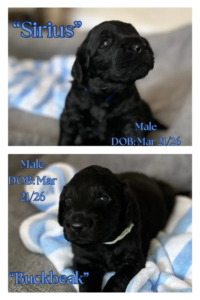 Gorgeous Goldendoodle Puppies - Photo 2