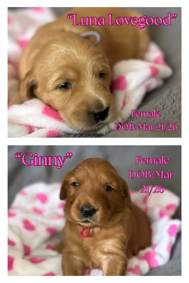 Gorgeous Goldendoodle Puppies - Photo 3