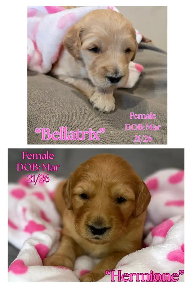 Gorgeous Goldendoodle Puppies - Photo 4