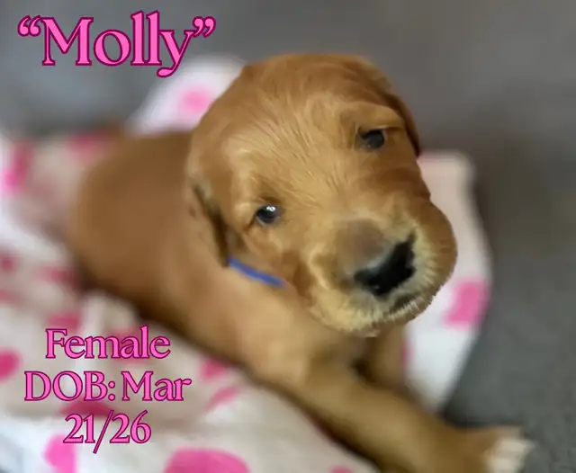 Gorgeous Goldendoodle Puppies - Photo 5