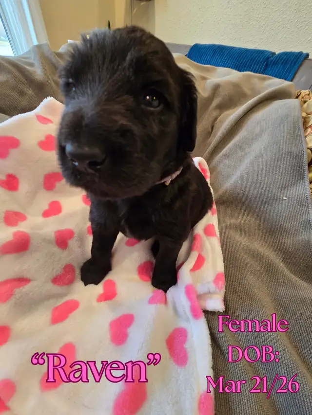 Gorgeous Goldendoodle Puppies - Photo 6