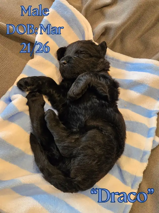 Gorgeous Goldendoodle Puppies - Photo 7