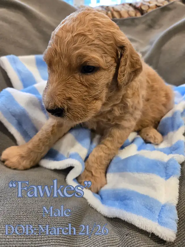 Gorgeous Goldendoodle Puppies - Photo 8