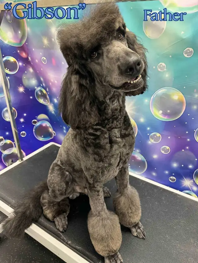 Gorgeous Goldendoodle Puppies - Photo 9