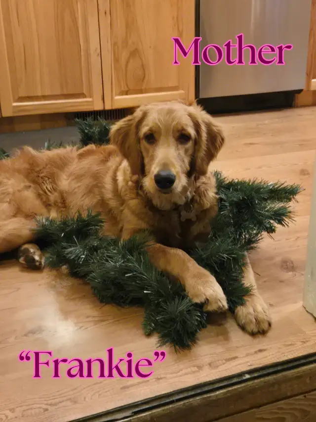 Gorgeous Goldendoodle Puppies - Photo 10