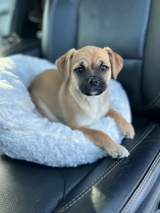 ❤️ Small breed Puppies ❤️