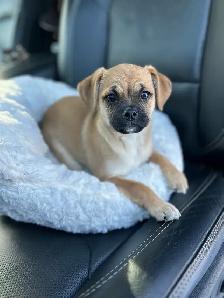 ❤️ Small breed Puppies ❤️