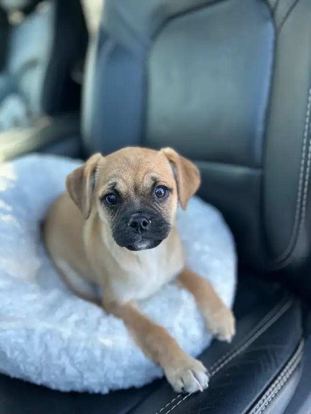 ❤️ Small breed Puppies ❤️ - Photo 2